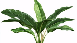 翠绿芭蕉叶植物插画