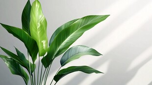 翠绿叶片映于光影之下