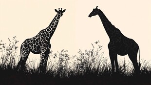 草原上的两只长颈鹿剪影