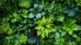 绿意盎然的多样植物景观