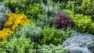 多彩绿植墙景观