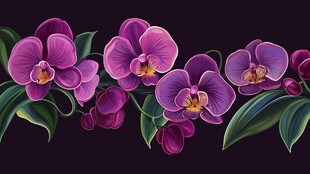 紫色蝴蝶兰花卉插画