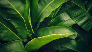 翠绿芭蕉叶特写