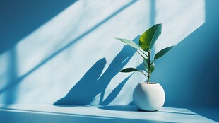 阳光下的清新绿植盆栽
