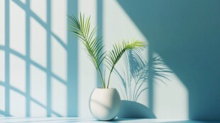 窗下白盆绿植光影之美