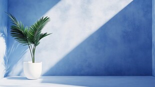 蓝墙旁的绿植盆栽