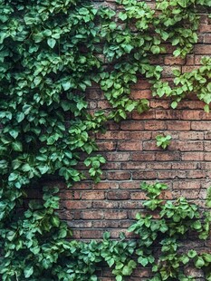 砖墙覆满翠绿藤蔓植物