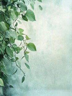 翠绿藤蔓枝叶清新景象