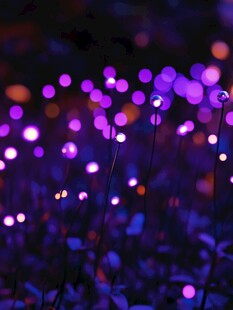 梦幻紫光点彩的植物夜景