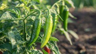 枝头鲜绿辣椒生机盎然