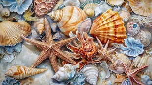 多彩海洋贝壳与海星螃蟹