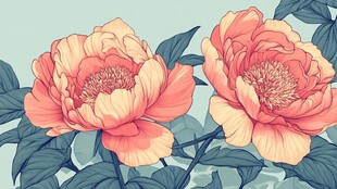 两朵绽放的唯美粉色芍药