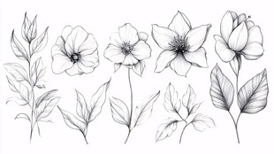 黑白手绘花卉植物素材