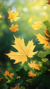 秋日飞舞的金黄枫叶