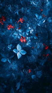 蓝调花卉间的热烈红花朵