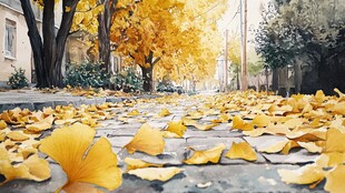 秋意银杏路 落叶满街景