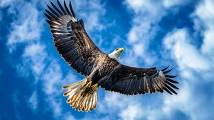 翱翔蓝天的雄鹰