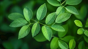 嫩绿叶片特写 清新自然美