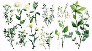 清新手绘绿植花卉集合