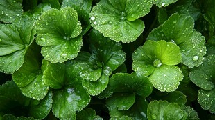 带水珠的翠绿叶片