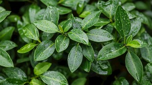 雨后翠绿叶片上的晶莹水珠