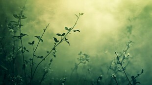 晨雾中的嫩绿植物