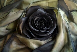 黑玫瑰绽于丝绸之上