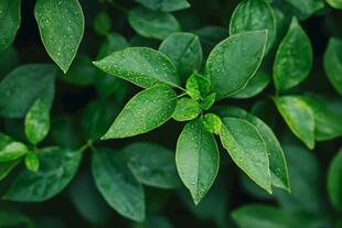 翠绿欲滴的清新叶片