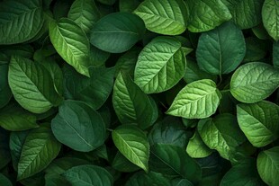 翠绿叶片 自然生机之美