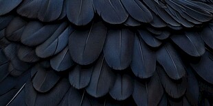 黑羽纹理特写
