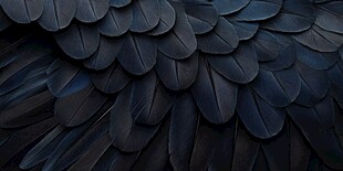 黑色羽翼纹理特写
