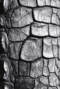 黑白色鳄鱼皮纹理特写