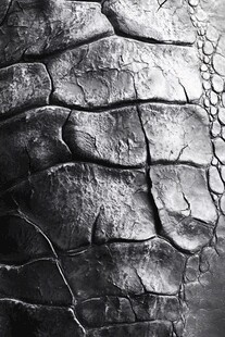 鳄鱼皮纹理特写