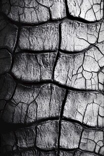 鳄鱼皮纹理特写