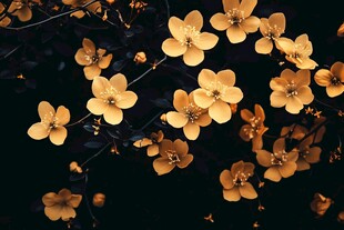 金黄花朵绽放于黑色背景