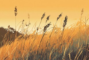 夕阳下的金色芦苇荡