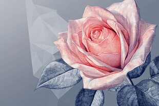 粉色玫瑰插画 优雅唯美