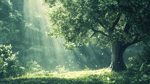 林间阳光洒落的静谧大树