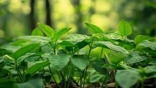 嫩绿新叶的林间生机