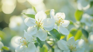春日洁白苹果花绽放