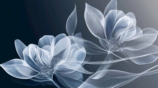 透明质感梦幻双生花朵