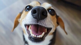 快乐比格犬咧嘴大笑瞬间