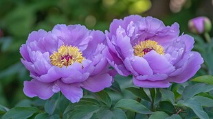 两朵紫牡丹绽放