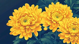 三朵灿烂黄色菊花绽放