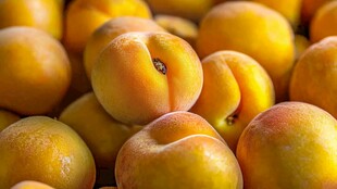 新鲜诱人的黄杏果实