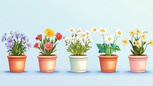 五彩盆栽花卉展示