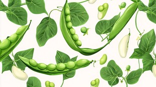 鲜嫩青豌豆与绿叶插画