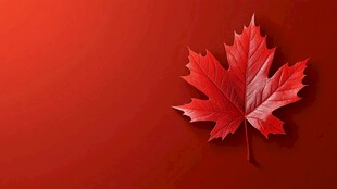 红色背景上的单片枫叶