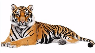 趴着的老虎插画形象