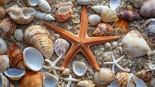 海星与多彩贝壳的沙滩景致